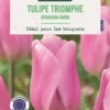 Bulbes de fleurs Tulipe triomphe Synaeada Amor rose botanic® - 7 bulbes