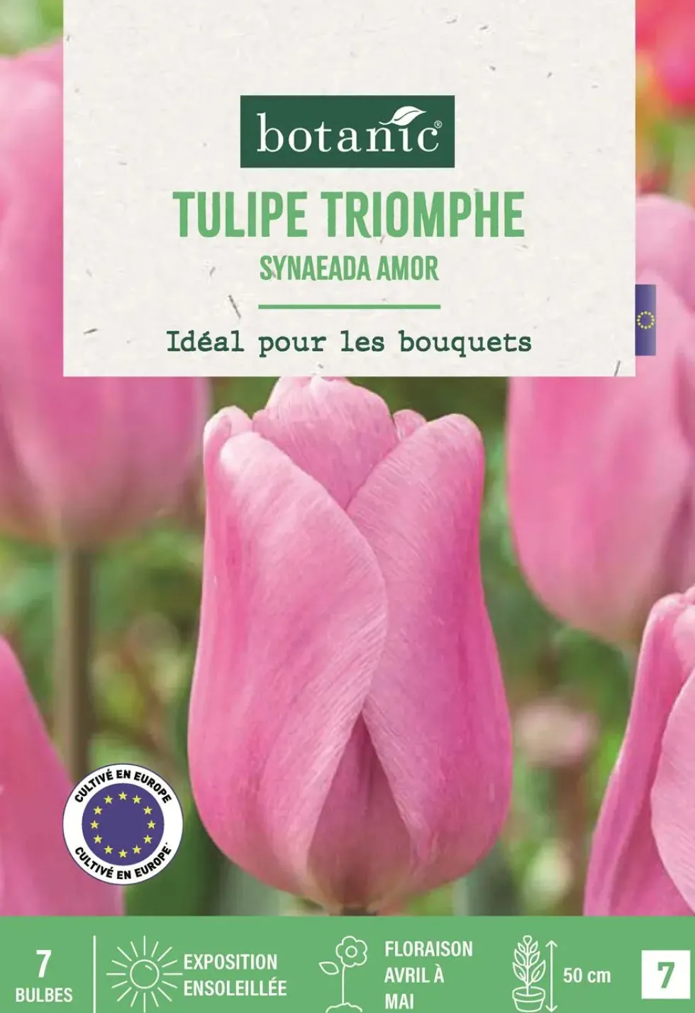 Bulbes de fleurs Tulipe triomphe Synaeada Amor rose botanic® - 7 bulbes