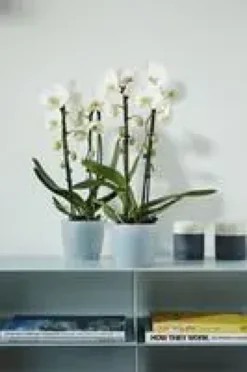Cache pot 13cm Brussel Orchidées Elho D13 x H11cm