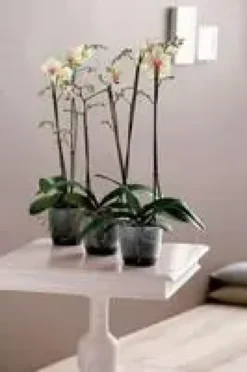 Cache pot 13cm Brussel Orchidées Elho D13 x H11cm
