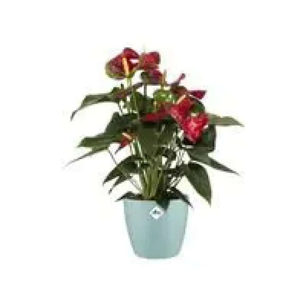 Cache-pot en plastique coloris vert menthe Elho Brussels M16 - Ø 16 cm