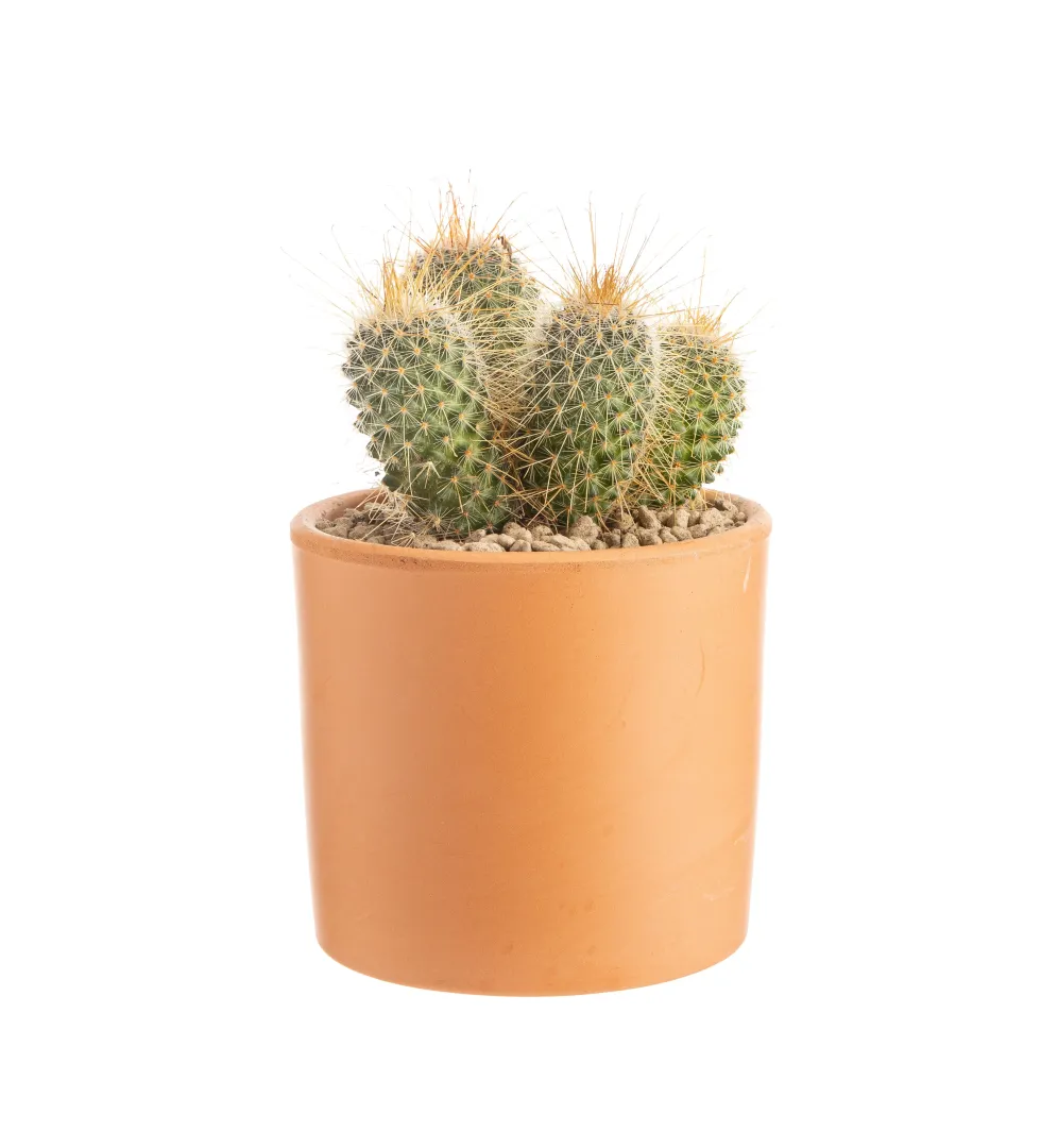 Cactus mix botanic®. Le pot en terre cuite de Ø 14 cm