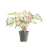 Caladium - Ø 24 cm
