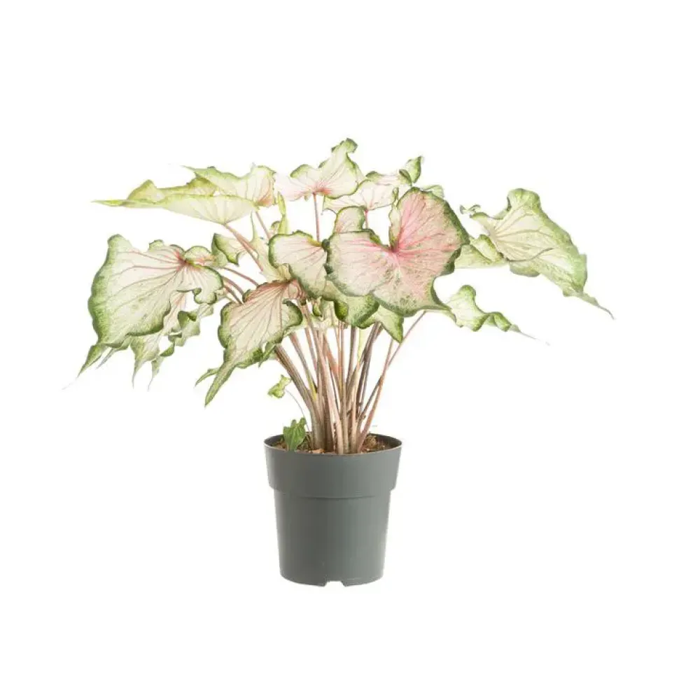 Caladium - Ø 24 cm