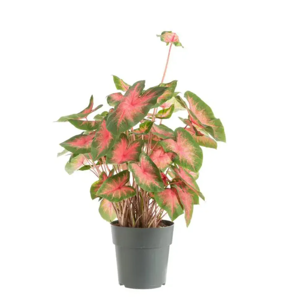 Caladium - Ø 24 cm
