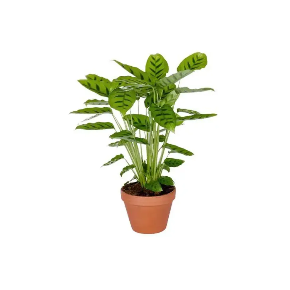 Calathéa – Pot en terre 14 cm de diamètre