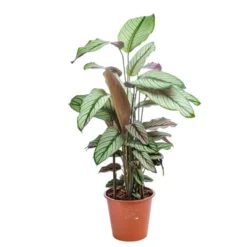 Calathéa varié. Le pot Ø 19 cm
