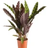 Calathea lancifolia vert. Le pot Ø 17 cm
