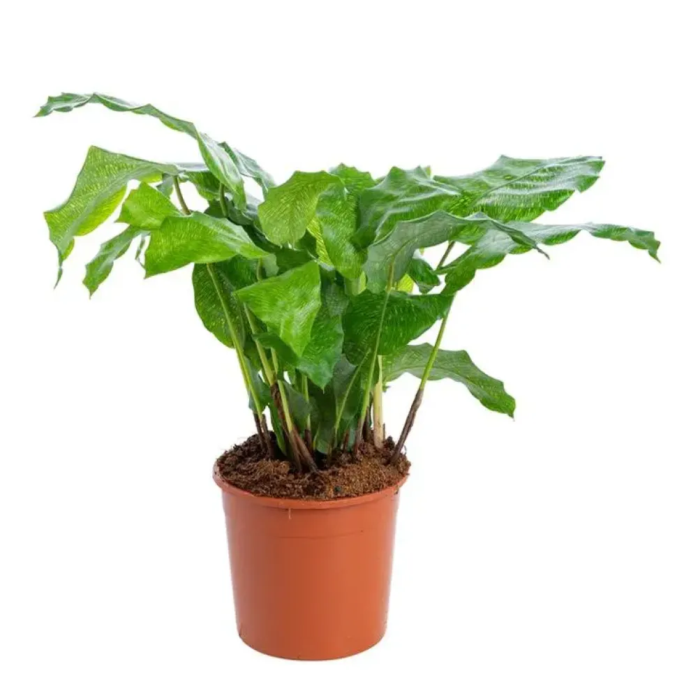 Calathea mix à feuilles rondes. Le pot Ø 14 cm