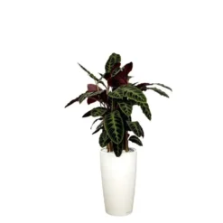 Calathea warscewiczii et son pot Rondo premium Ø 32 blanc