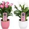 Calla vert avec cache pot en céramique. Le pot Ø 15 cm