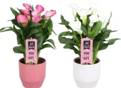 Calla vert avec cache pot en céramique. Le pot Ø 15 cm
