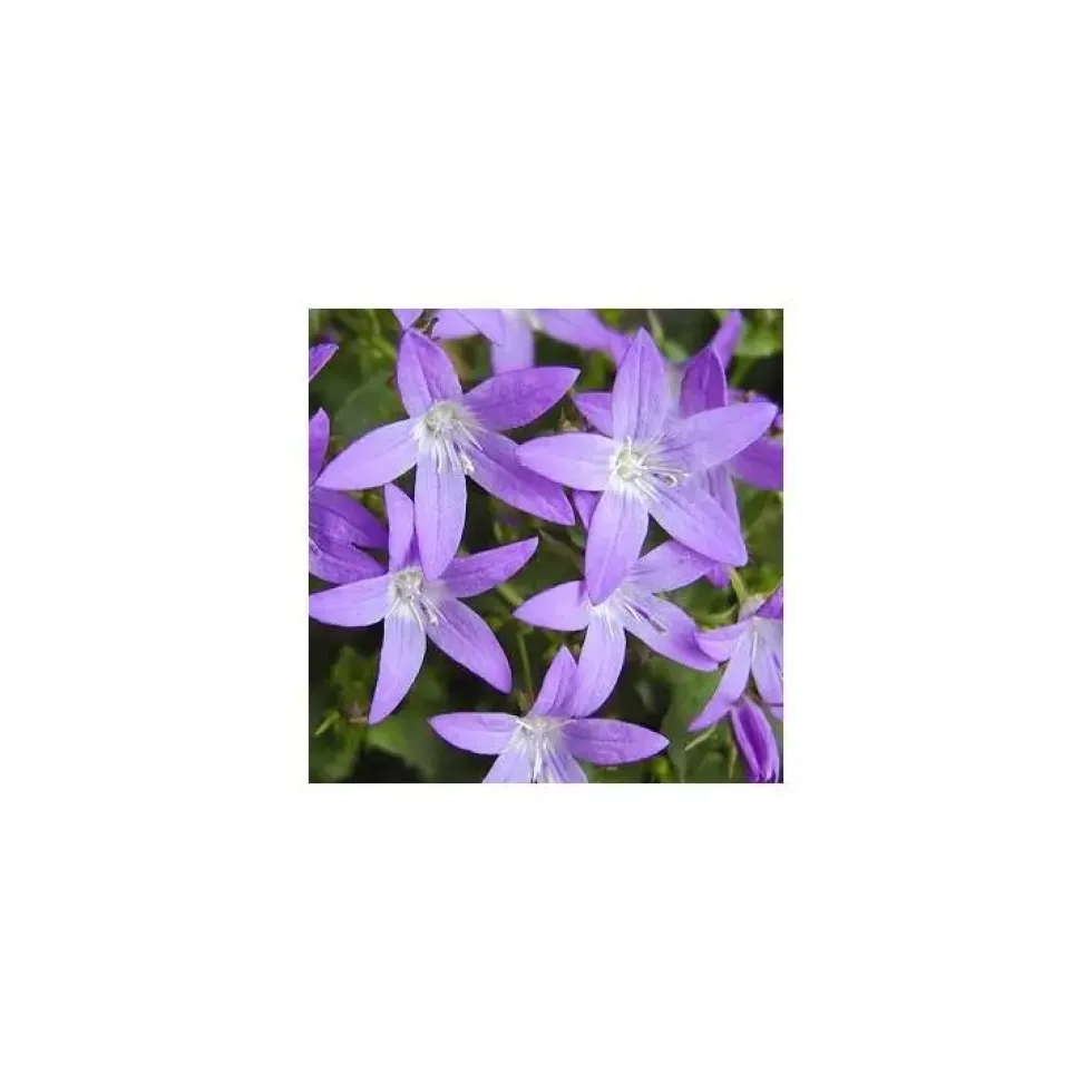 Campanula Garganica - Le pot de 3 litres