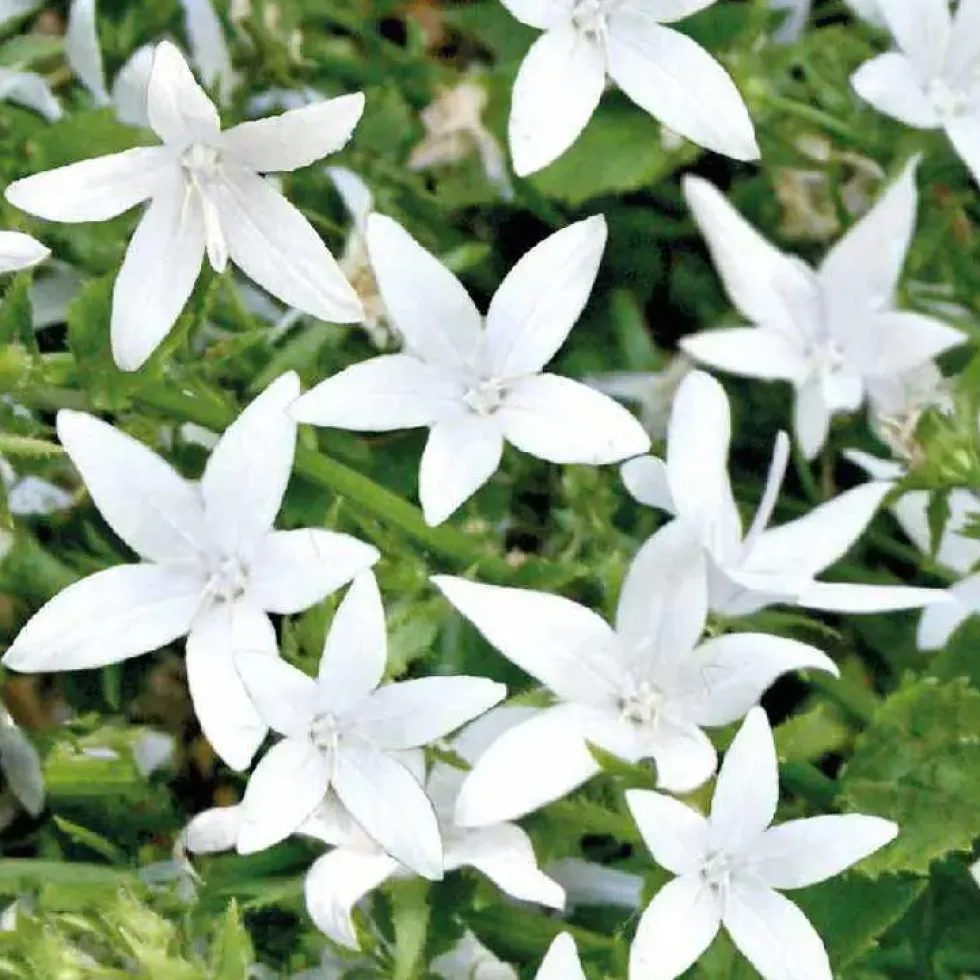 Campanula Get Me blanche - Le pot de 10.5 cm