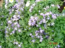 Campanula Isophylla - Le pot de 10,5 cm