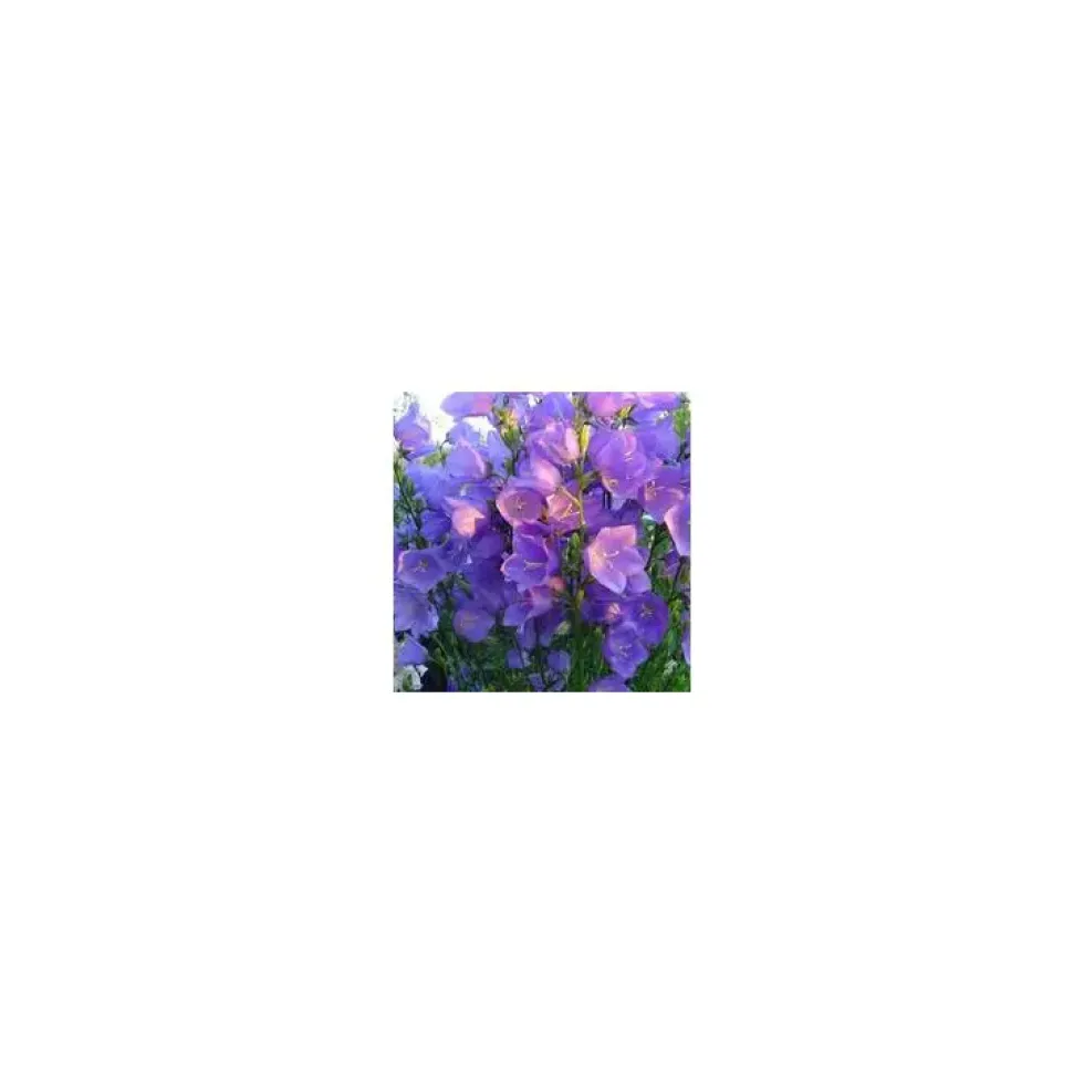 Campanula Persicifolia - Le pot de 3 litres