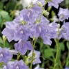 Campanula Thorina - Le pot de 10,5 cm