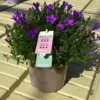 Campanule Addenda Intense Purple Ambella®. Le pot de 1 litre