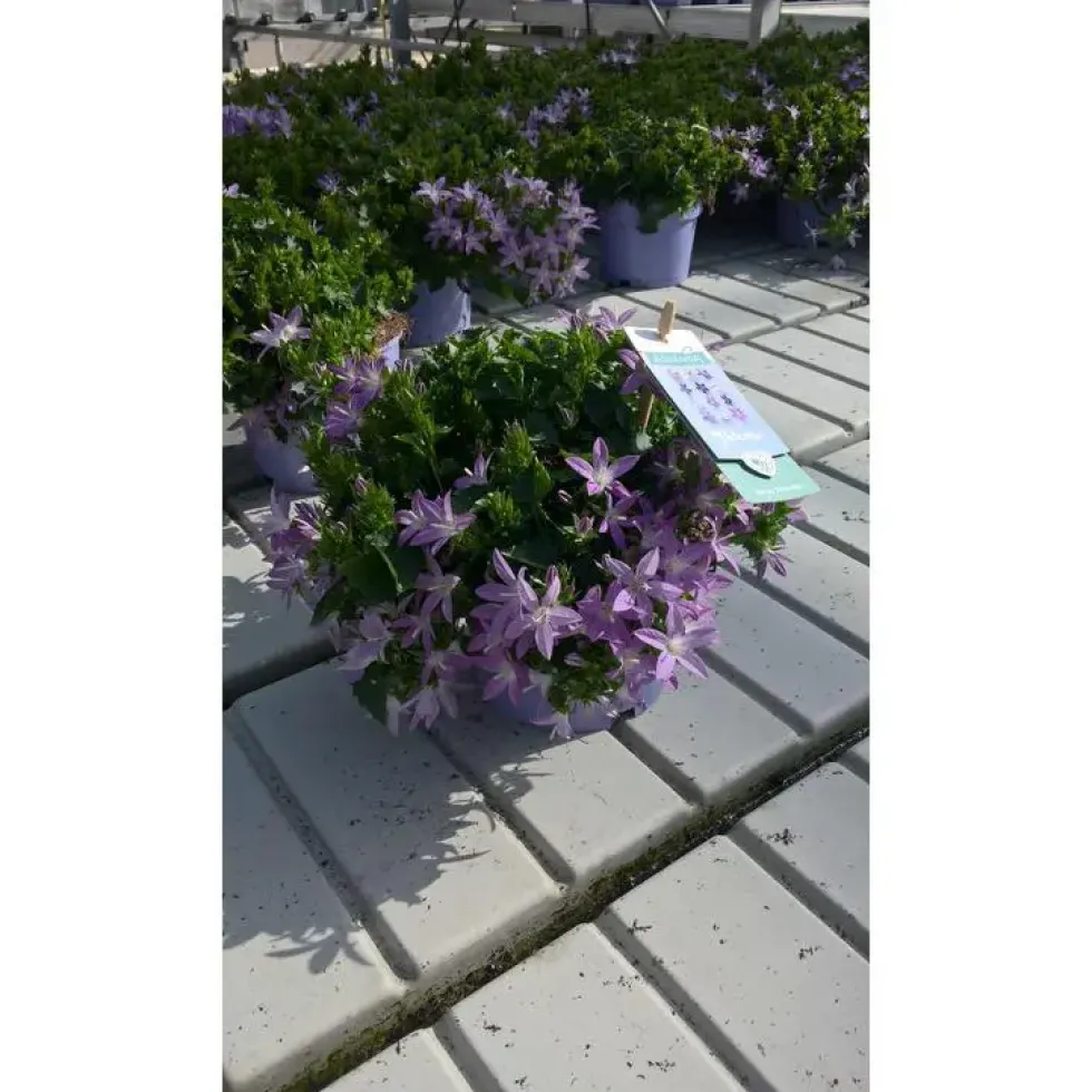 Campanule Addenda - Le pot de 1 litre