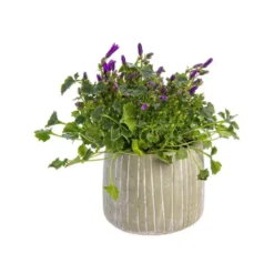 Campanule baby avec cache-pot Ø 6 cm