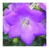 Campanule des Carpates coloris bleu. Le pot de 10,5 cm