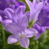 Campanule des murets à fleurs bleues - La barquette de 6 plants