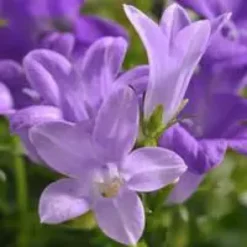 Campanule des murs - Le pot de 1 litre