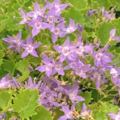 Campanule Dicksons Gold - Le pot de 2 litres