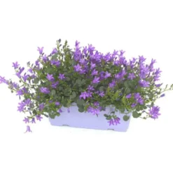 Campanule à fleurs bleues - La jardinière de 40 cm