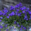 Campanule Intense Purple Ambella - La jardinière de 30 cm
