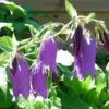 Campanule Ringsabell Indigo Blue - Le pot de 2 litres