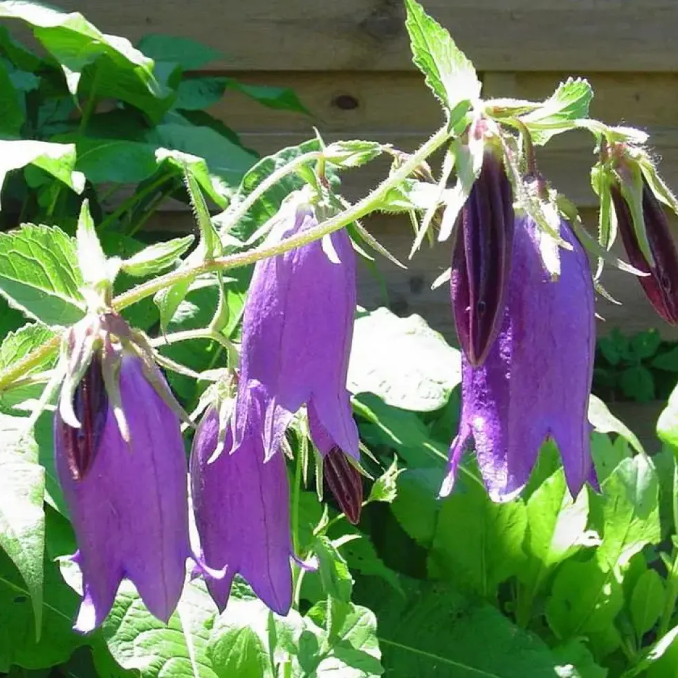 Campanule Ringsabell Indigo Blue - Le pot de 2 litres