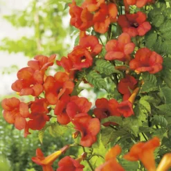 CAMPSIS MADAME GALEN. Le pot de 3 litres