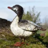Canard métal peint blanc bec rouge petit modèle