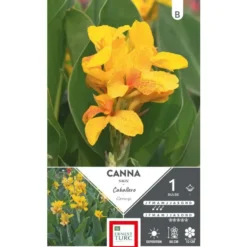 Canna demi nain Caballero jaune moucheté Ernest Turc - 1 bulbe