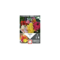Canna nain en mélange Ernest Turc - bulbes vrac