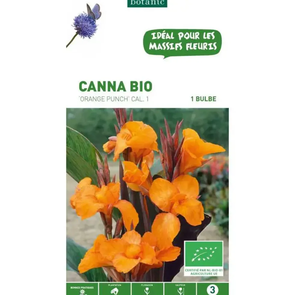 Canna orange Punch bio botanic® - 1 bulbe