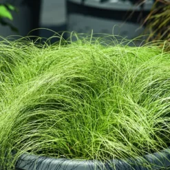 Carex comans Frosted Curls vert botanic®. Le pot de 1 litre