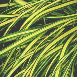 Carex Osh - 'Evergold' - Le pot de 3 litres