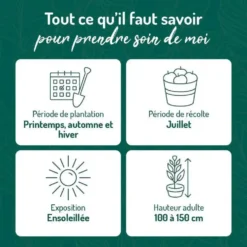 Cassissier Delbard Robusta®. Le pot de 2 litres