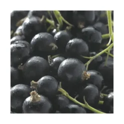 Cassissier Delbard Robusta®. Le pot de 2 litres