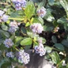 Ceanothe Repens. Le pot de 3 litres