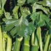 Celeri Branche Vert Tango Bio. La barquette de 3 plants