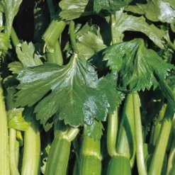 Celeri Branche Vert Tango Bio. La barquette de 3 plants