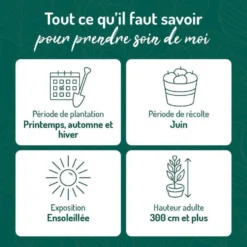 Cerisier Big. De La St Jean ® Gardel Bio. Le pot de 12 litres forme gobelet