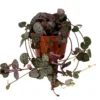 Ceropegia – Ø6 cm