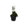 Chamaecyparis Obtusa Nana Gracilis en pot de 2 L