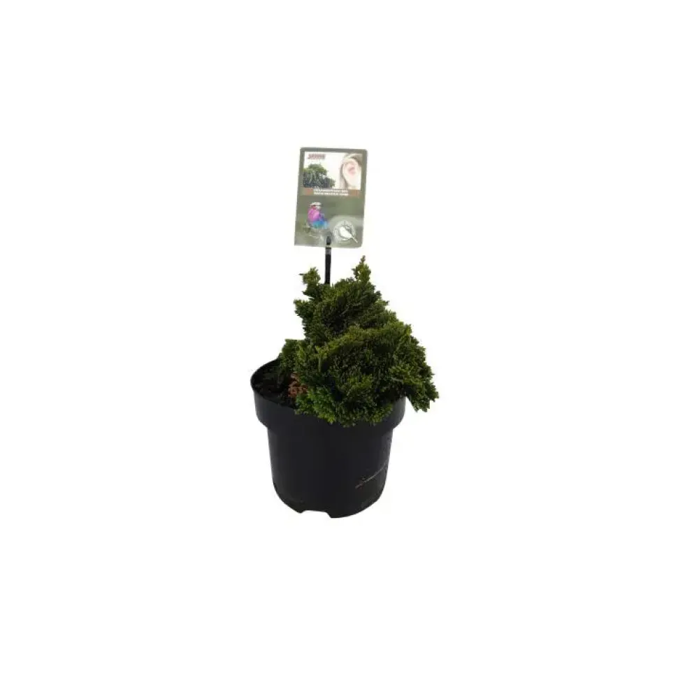 Chamaecyparis Obtusa Nana Gracilis en pot de 2 L
