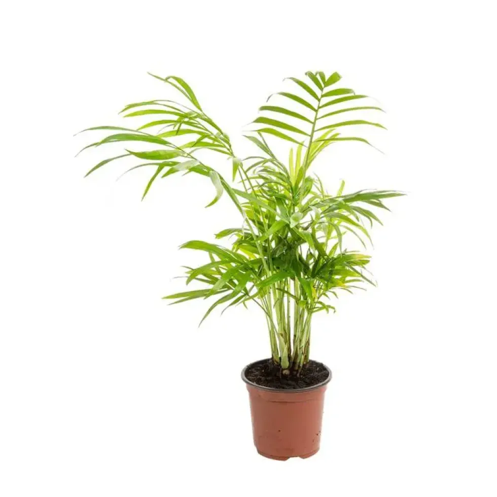 Chamaedorea Elegans ou Palmier nain pot Ø9 cm/ H25 cm