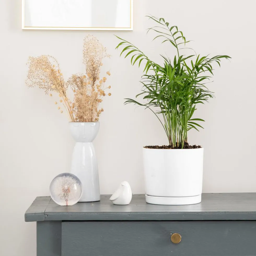 Chamaedorea Elegans vert en pot blanc émaillé botanic®. Le pot Ø 15 cm
